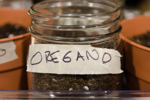 I just finished planting Oregano, Basil, Thyme, and Parsley. I am just glad I remembered to label the pots. 