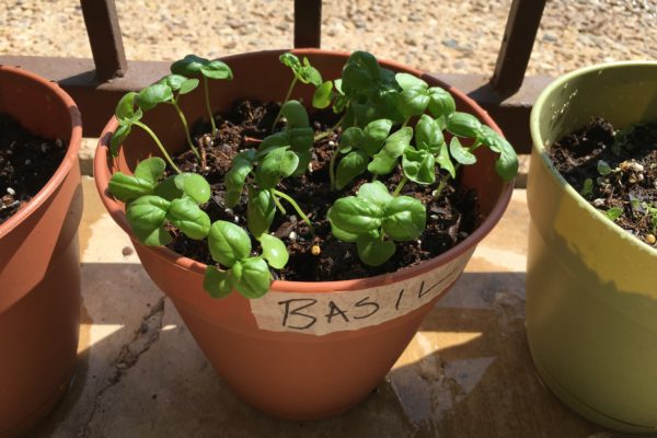 Herb Garden