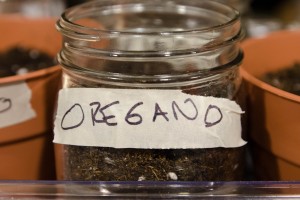 Oregano