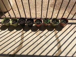 Re-Potted plants 