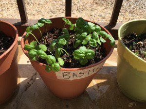 The Basil seems to be growing the best.
