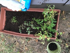 The transplanted parsley, thyme, and oregano.     
